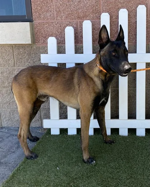A young large-sized male Belgian Shepherd / Malinois dog named Hoagie for adoption in Modesto, CA