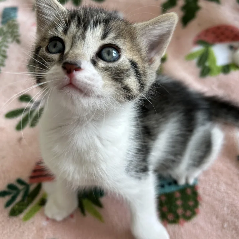 A baby medium-sized male Domestic Short Hair cat named Junior for adoption in Easley, SC
