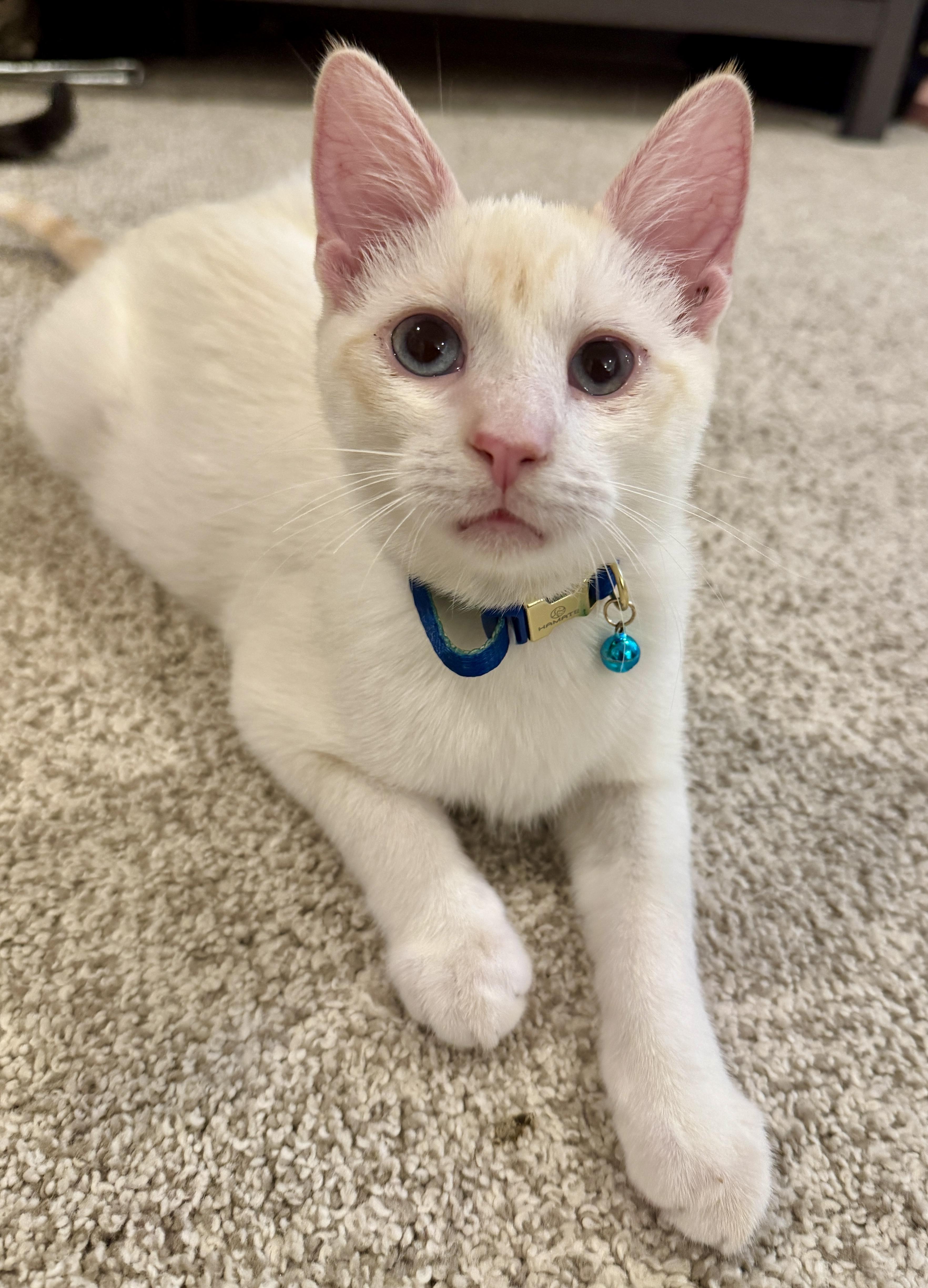 A baby small-sized male Siamese cat named Dusty for adoption in Houston, TX