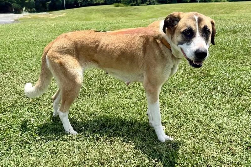 An adult large-sized female White / Cream Mixed Breed dog named Roxanne for adoption in Maryville, TN