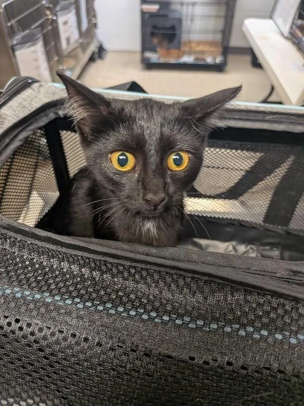 A young small-sized female Black Domestic Short Hair cat named Nox for adoption in Cincinnati, OH