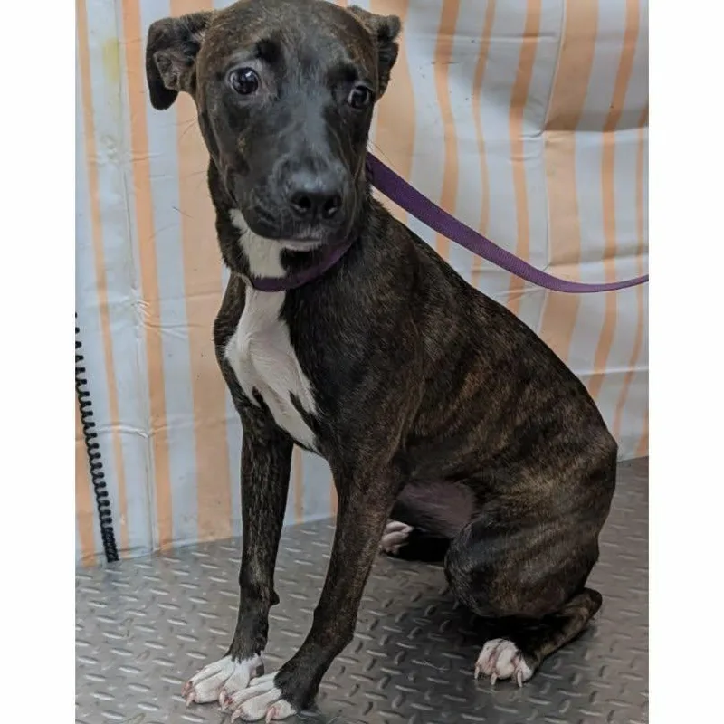 A young medium-sized female Black Mixed Breed dog named Mina for adoption in Hazard, KY