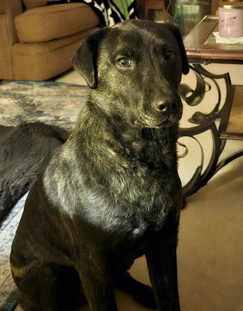 An adult medium-sized female German Shepherd Dog dog named Mae West for adoption in Puyallup, WA