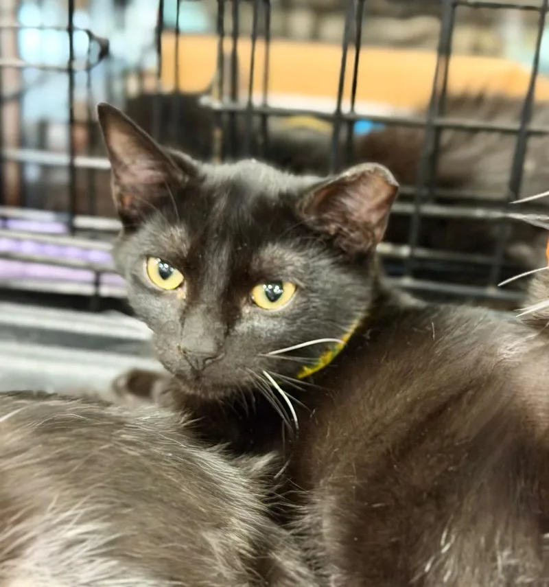 A baby small-sized female Domestic Short Hair cat named Kinley for adoption in Augusta, GA