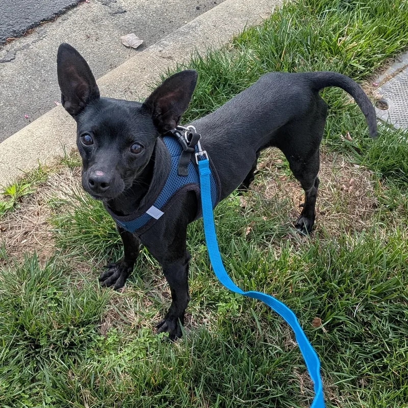 Midnight thumbnail 2