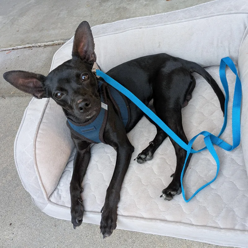 Midnight thumbnail 3