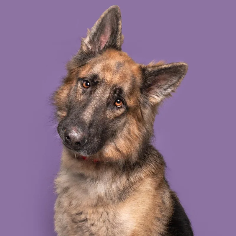 An adult large-sized male German Shepherd Dog dog named Firu for adoption in Saint Louis, MO
