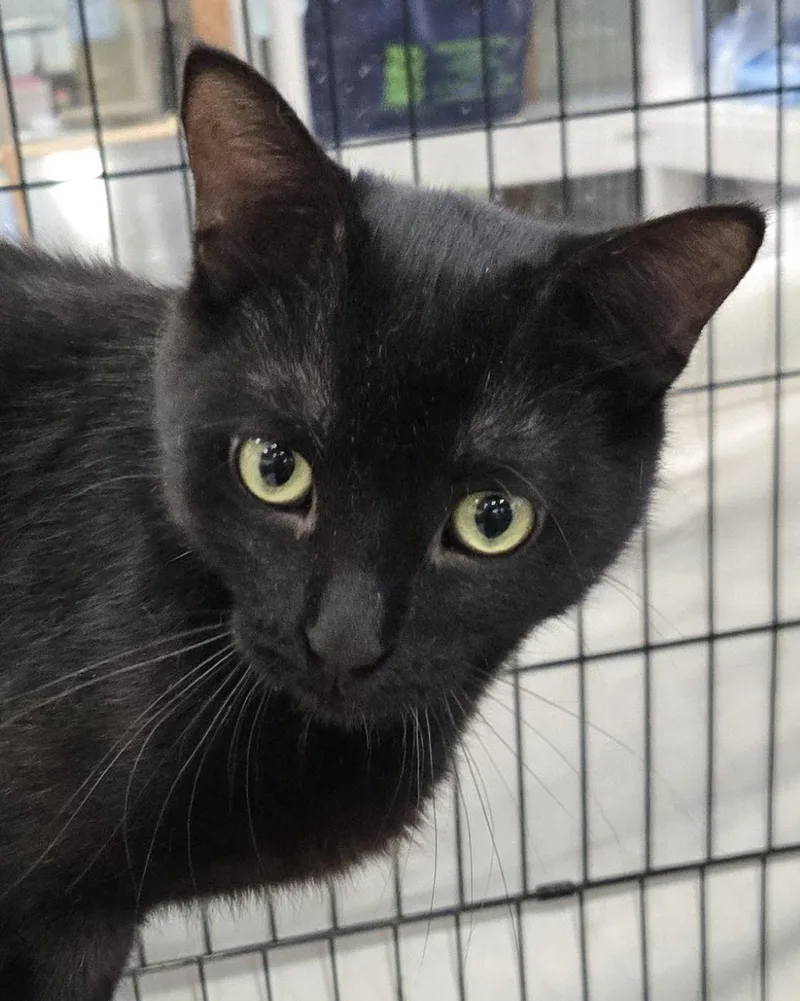A young medium-sized male Black Domestic Short Hair cat named Clarkie for adoption in Mokena, IL