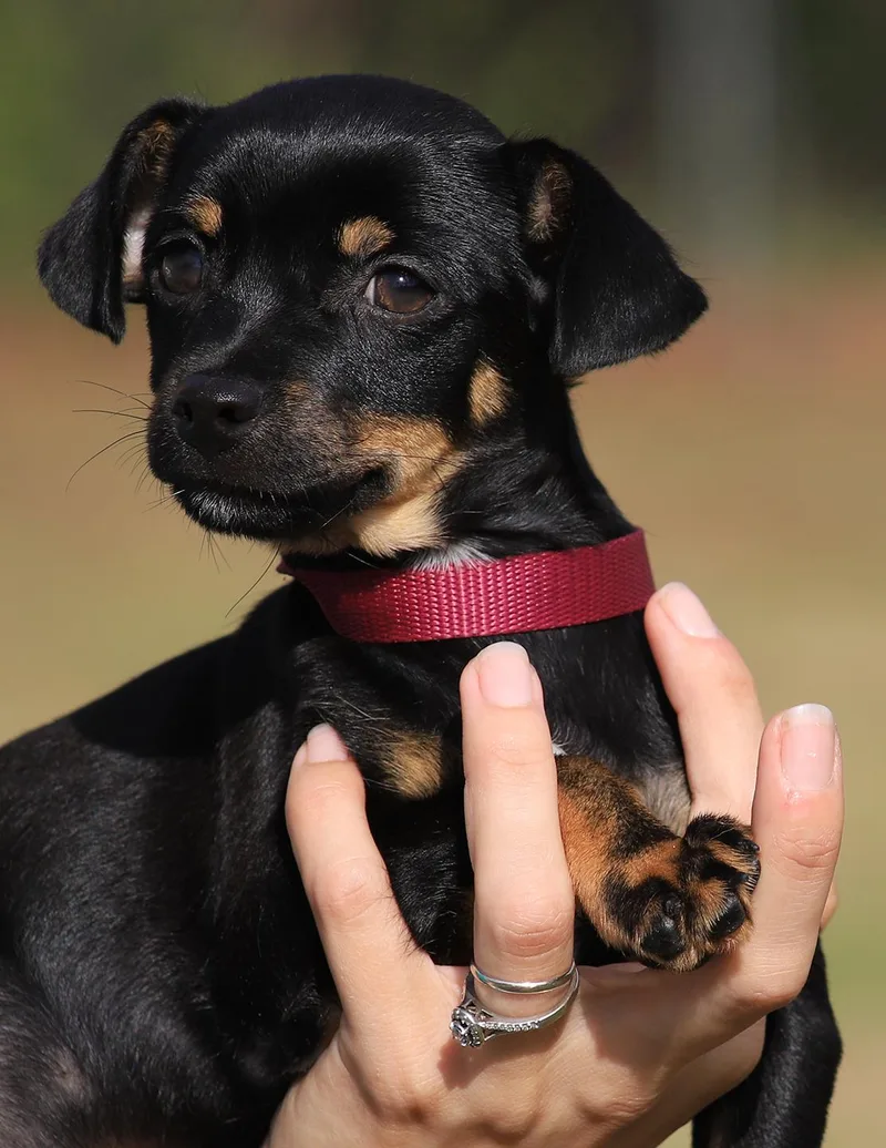 A young small-sized male Chihuahua dog named Bear for adoption in North Fort Myers, FL