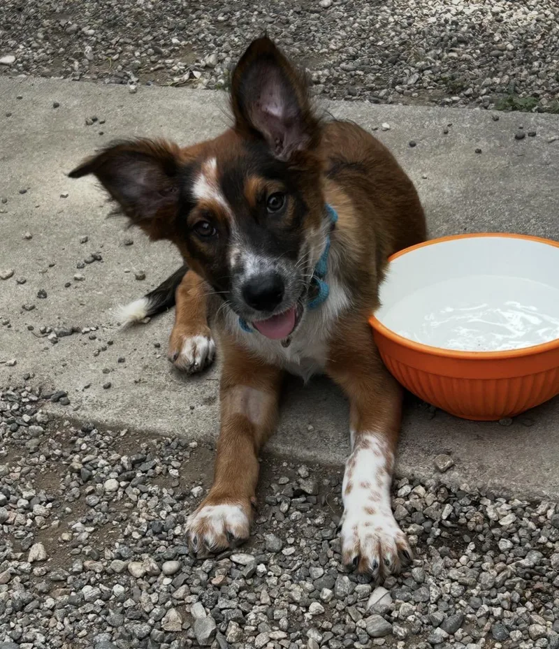 A baby medium-sized female Australian Shepherd dog named Gretel for adoption in Tarzana, CA