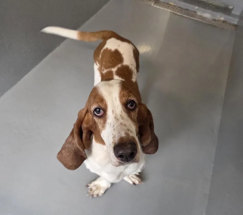 An adult medium-sized female Basset Hound dog named Amiya for adoption in Brookville, OH