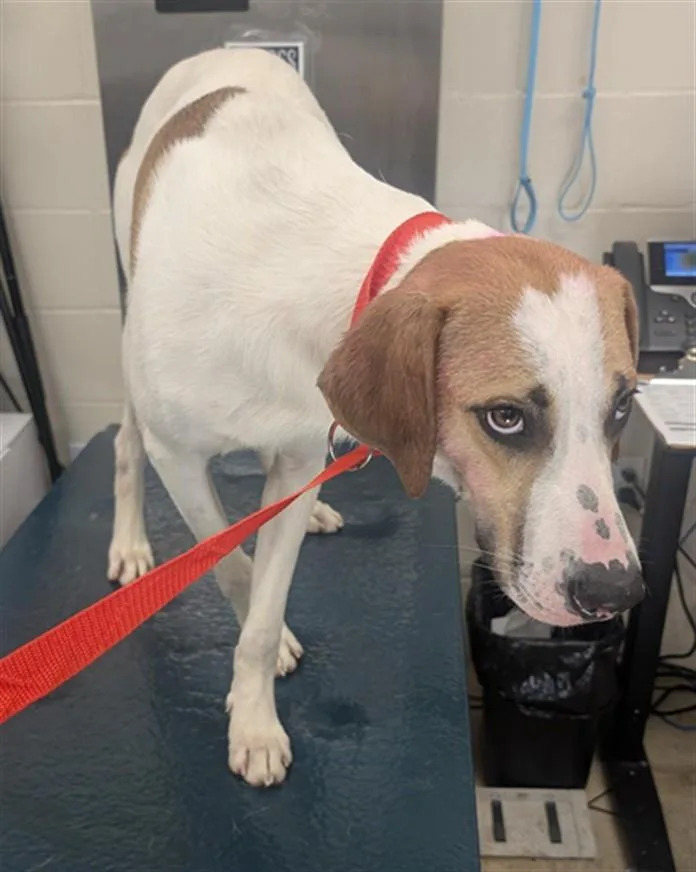 A young large-sized male Treeing Walker Coonhound dog named Briggs for adoption in Mobile, AL