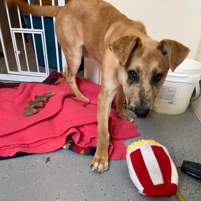 An adult extra large-sized male Yellow / Tan / Blond / Fawn Mixed Breed dog named Xavier for adoption in Saugerties, NY