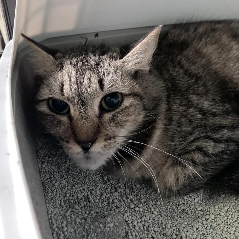 A young medium-sized female Gray / Blue / Silver Domestic Short Hair cat named Megara for adoption in Freeport, FL