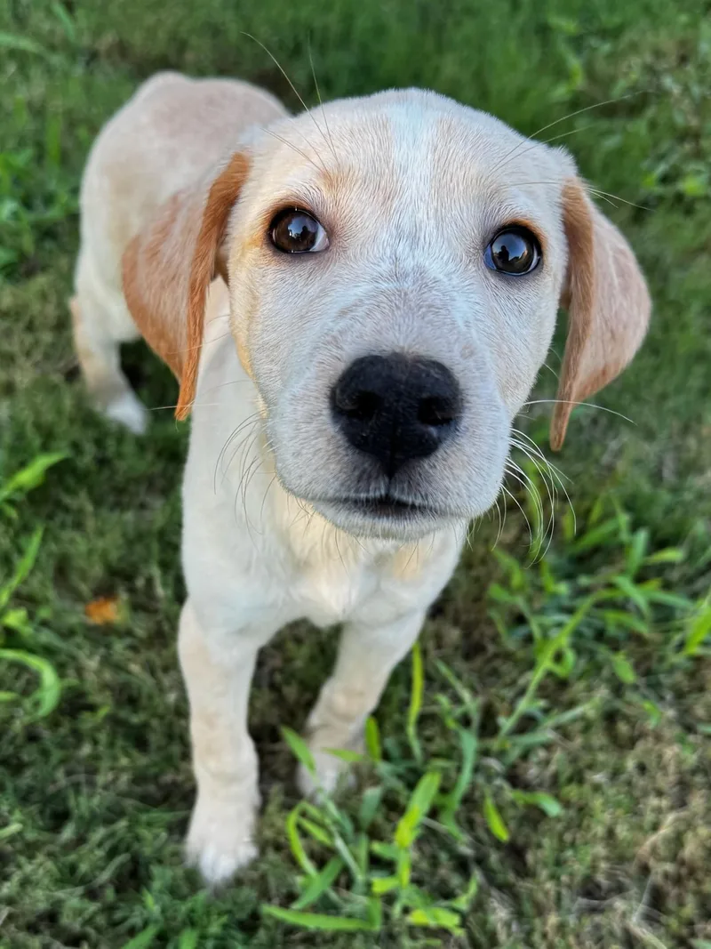 Sophie