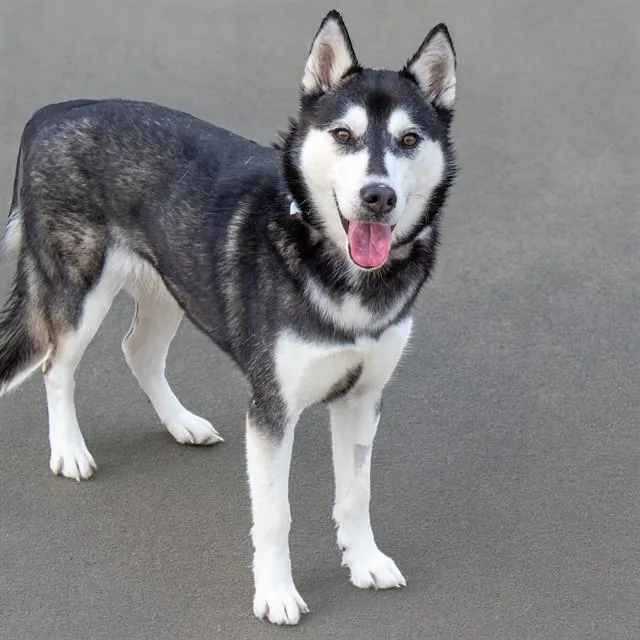 Alaska