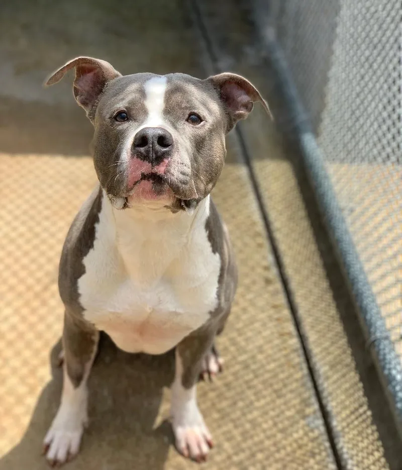An adult medium-sized male Pit Bull Terrier dog named Tobi for adoption in Teterboro, NJ