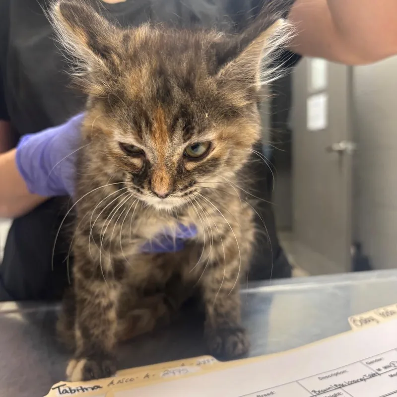 A baby small-sized female Black Domestic Medium Hair cat named Baby Yoda for adoption in Clanton, AL