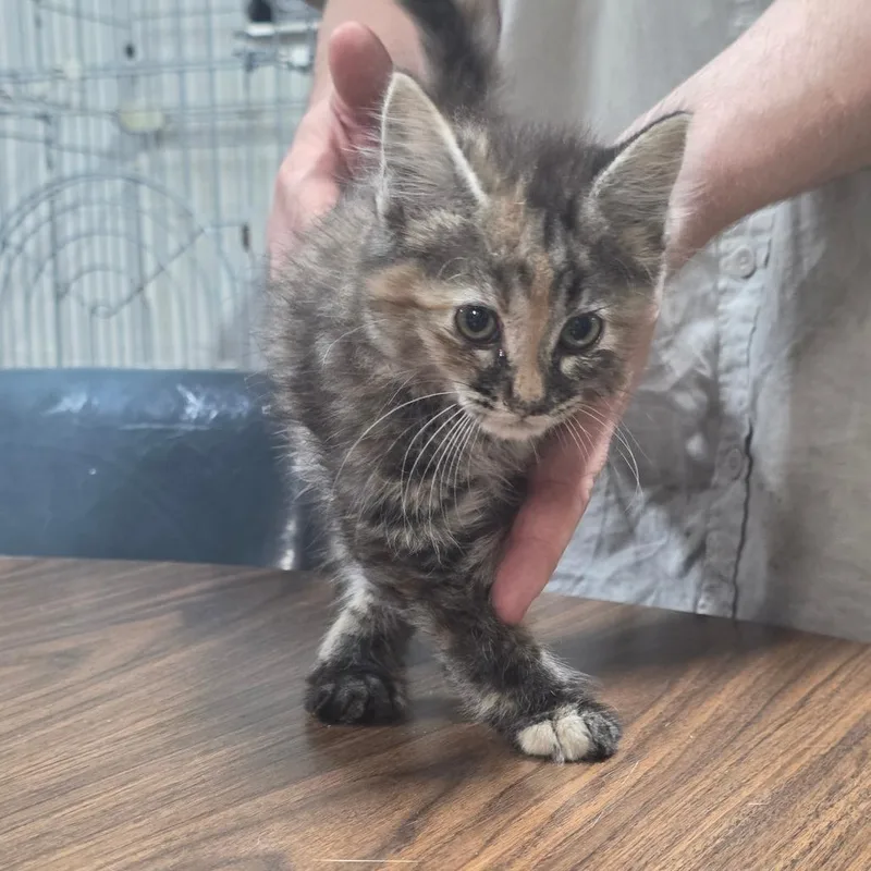 Baby Yoda thumbnail 2