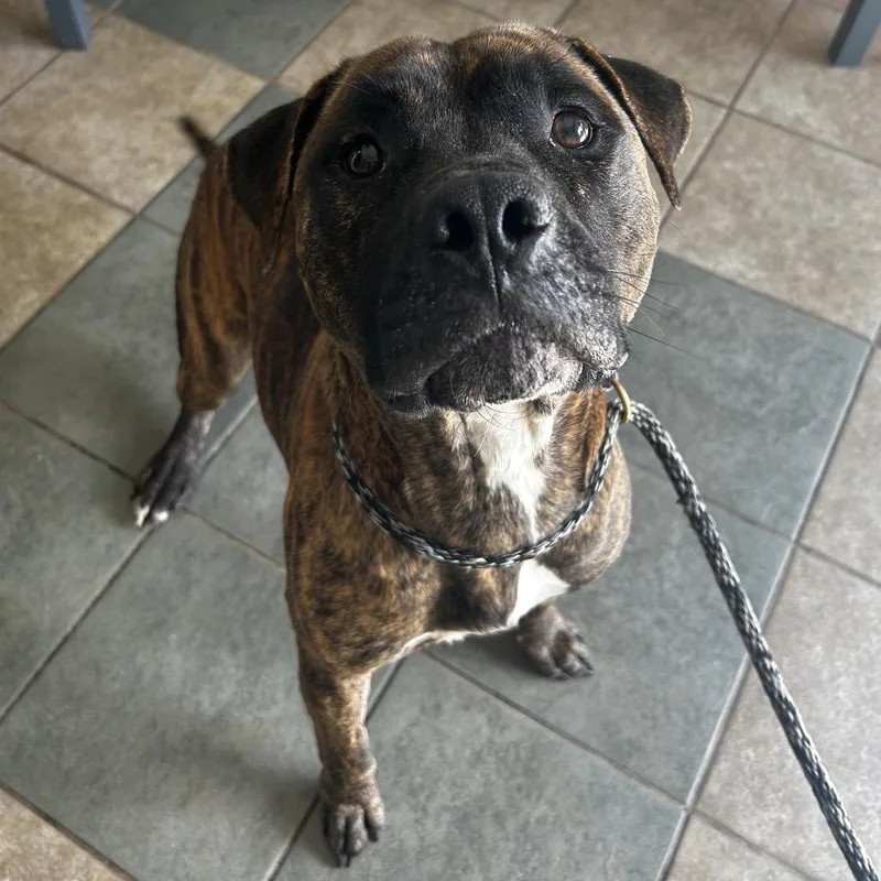 An adult medium-sized male Brindle Mixed Breed dog named Grand Master Oogway for adoption in Chattanooga, TN