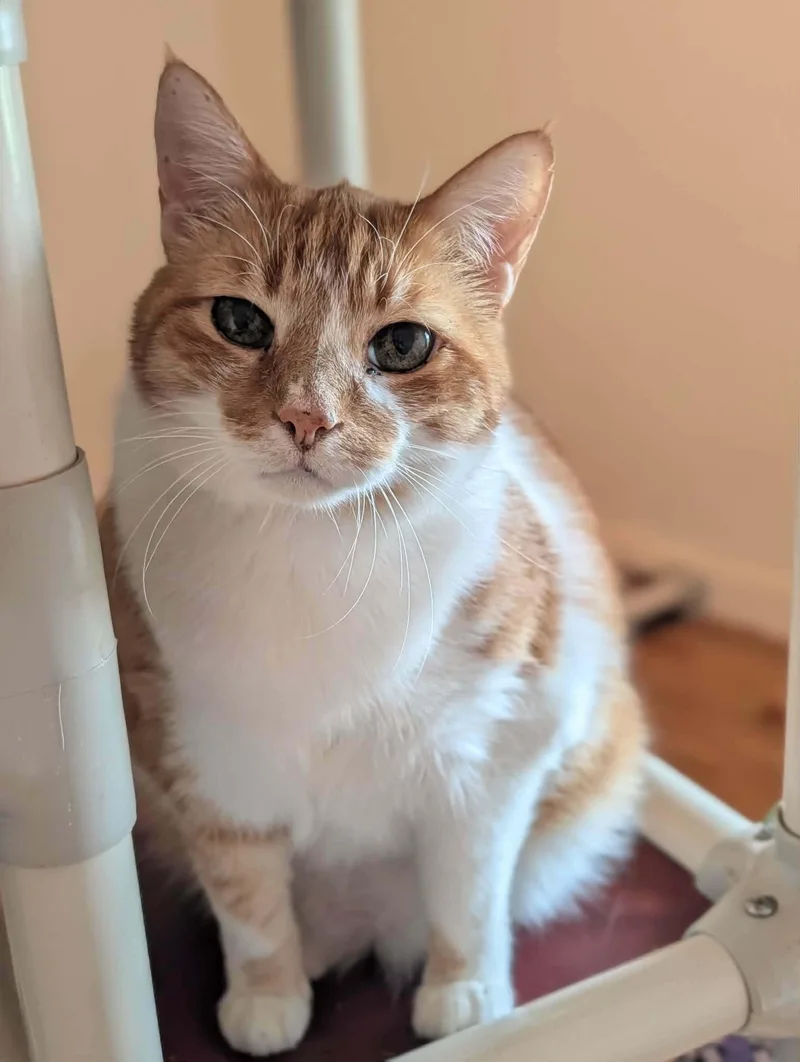 A senior medium-sized male Orange / Red Domestic Short Hair cat named Simon for adoption in Pittsboro, NC