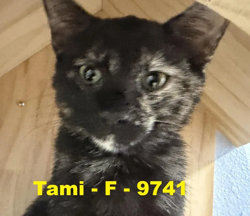 Tami thumbnail 2