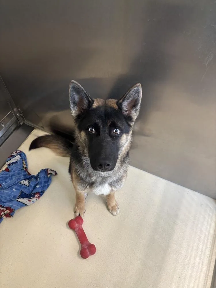 An adult large-sized male Brown / Chocolate German Shepherd Dog dog named Joker for adoption in Kalamazoo, MI