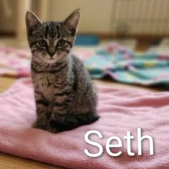 Seth