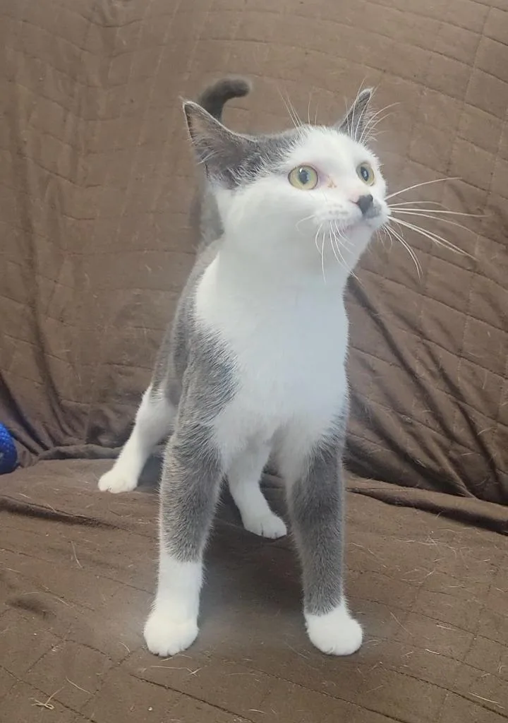 A baby medium-sized female Domestic Short Hair cat named Marilyn for adoption in Sandusky, OH