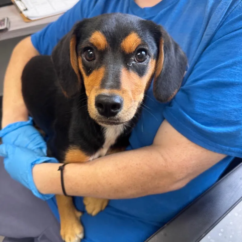 A baby small-sized female Black Mixed Breed dog named Patty for adoption in Columbiana, AL