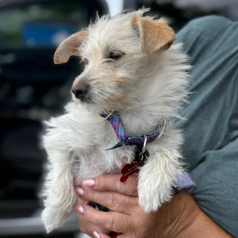 A baby small-sized female White / Cream Maltese dog named Cricket for adoption in Hudson, IL