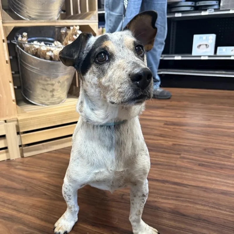An adult medium-sized male Yellow / Tan / Blond / Fawn Jack Russell Terrier dog named Bobo for adoption in Little Rock, AR