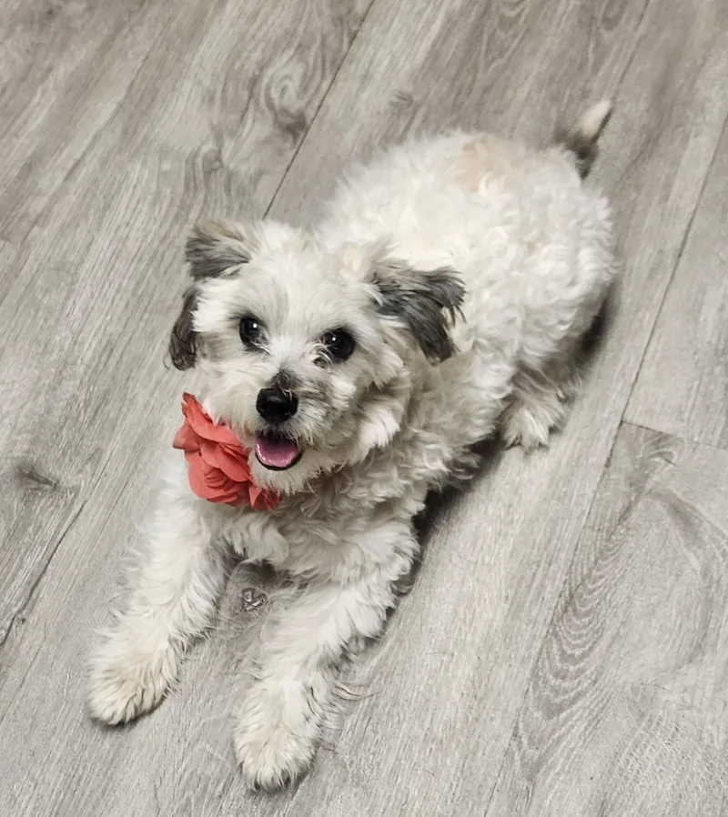 A baby small-sized female White / Cream Havanese dog named Torta for adoption in Mansfield, OH