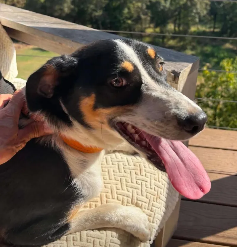 A baby large-sized male Australian Shepherd dog named Tucker for adoption in Indianola, IA