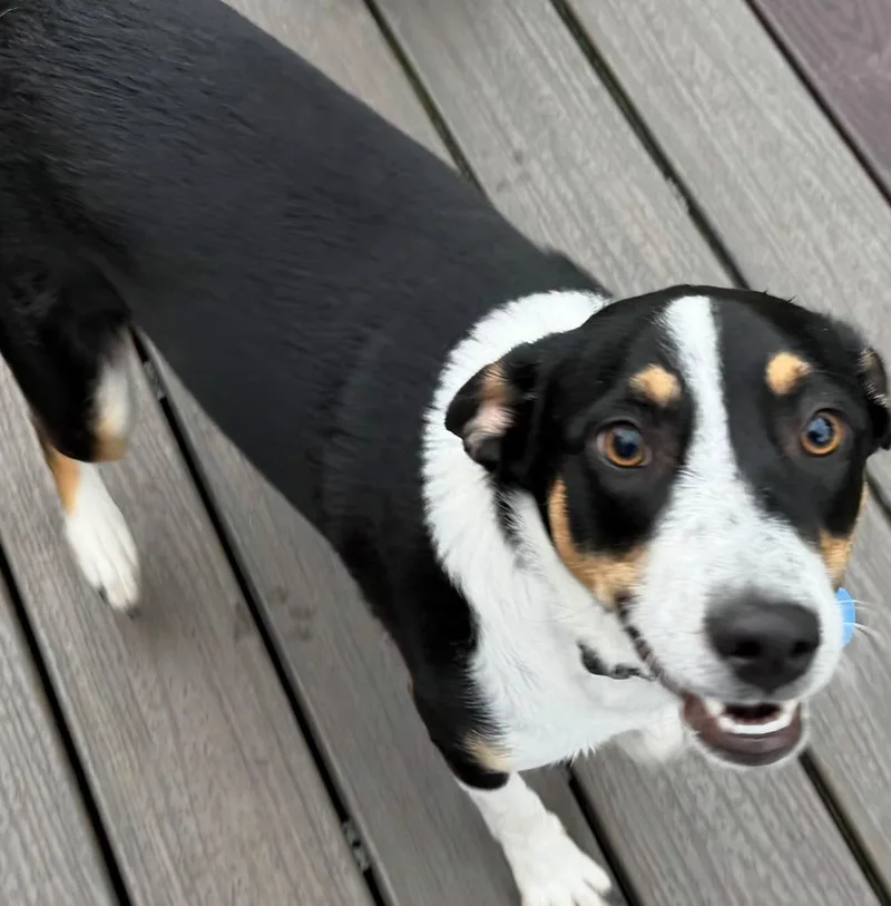 Tucker thumbnail 3