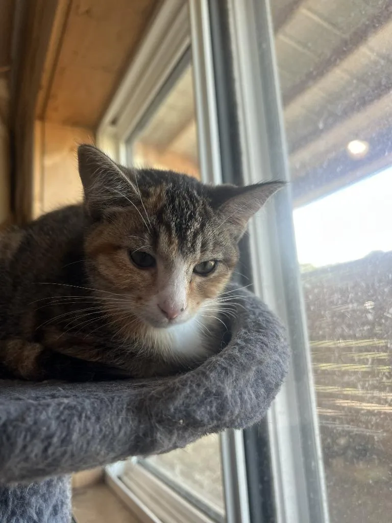 A baby medium-sized female Domestic Short Hair cat named Ginny for adoption in St. Cloud, MN