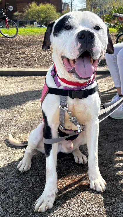 An adult medium-sized male Mixed Breed dog named Pupusa for adoption in West Chester, PA