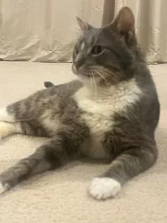 An adult large-sized male Domestic Short Hair cat named Beef Cake for adoption in Sterling, VA