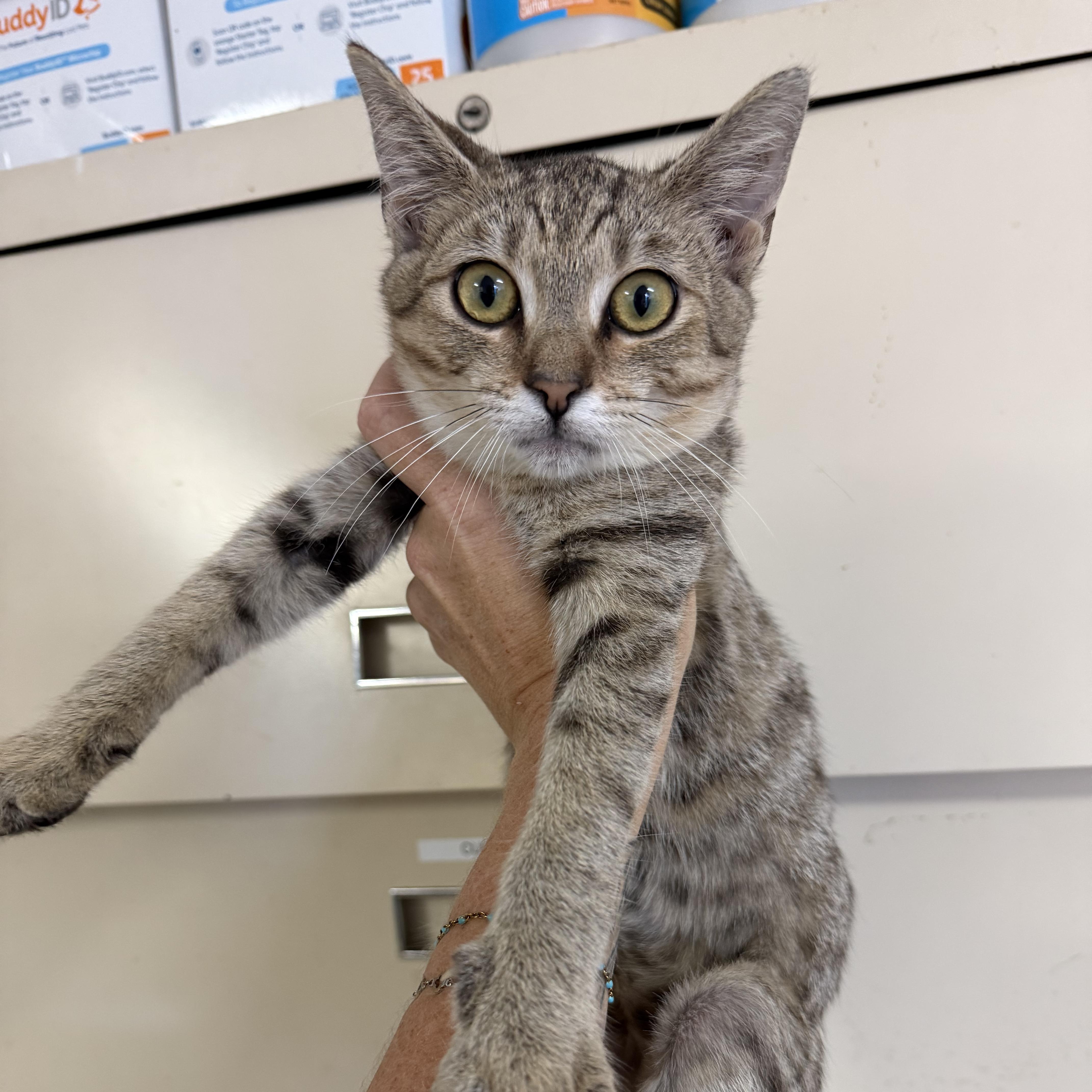 A baby medium-sized female Tabby cat named Car Crash for adoption in Columbia, SC