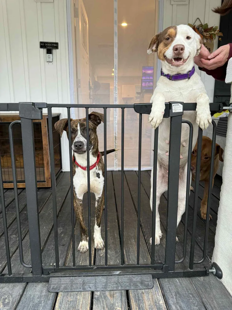 An adult medium-sized female Terrier dog named Lizzie for adoption in New York, NY