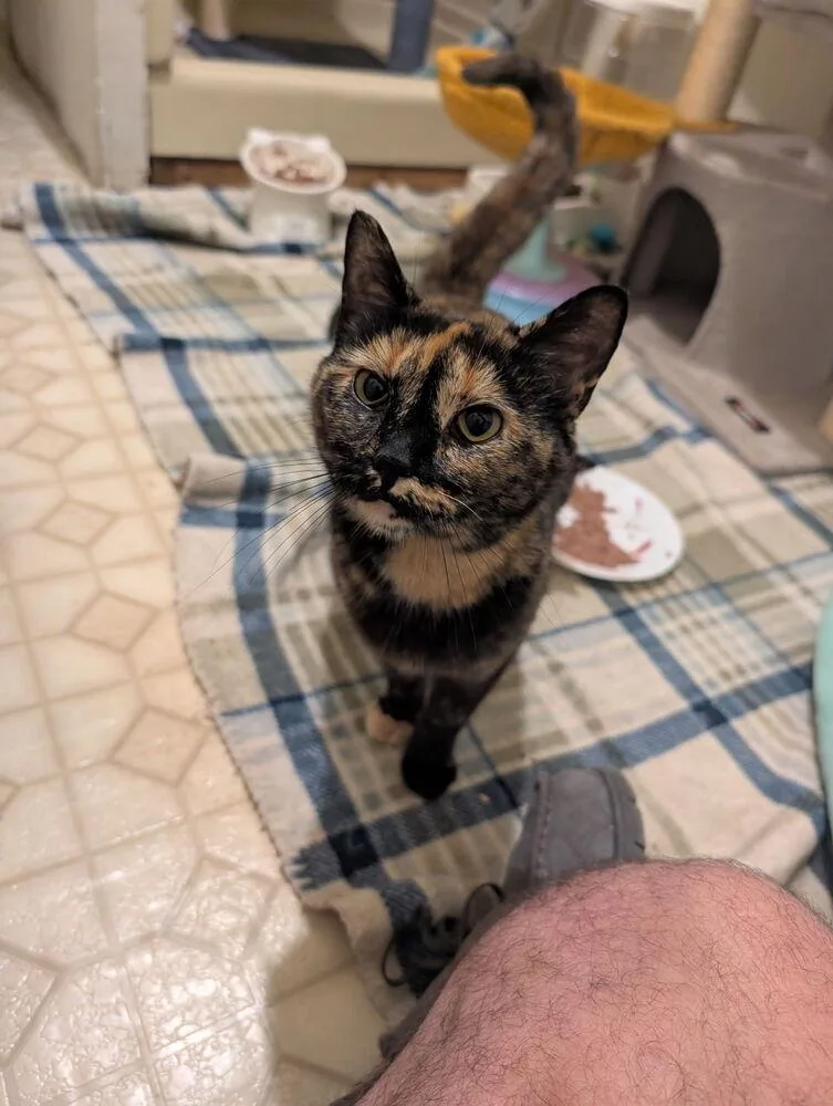 An adult medium-sized female Domestic Short Hair cat named Torracat for adoption in West Mifflin, PA