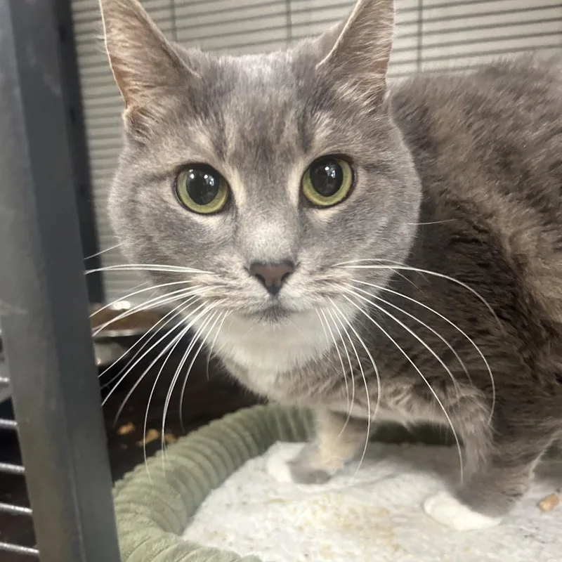 An adult large-sized female Gray / Blue / Silver Domestic Short Hair cat named Collie for adoption in Birmingham, AL