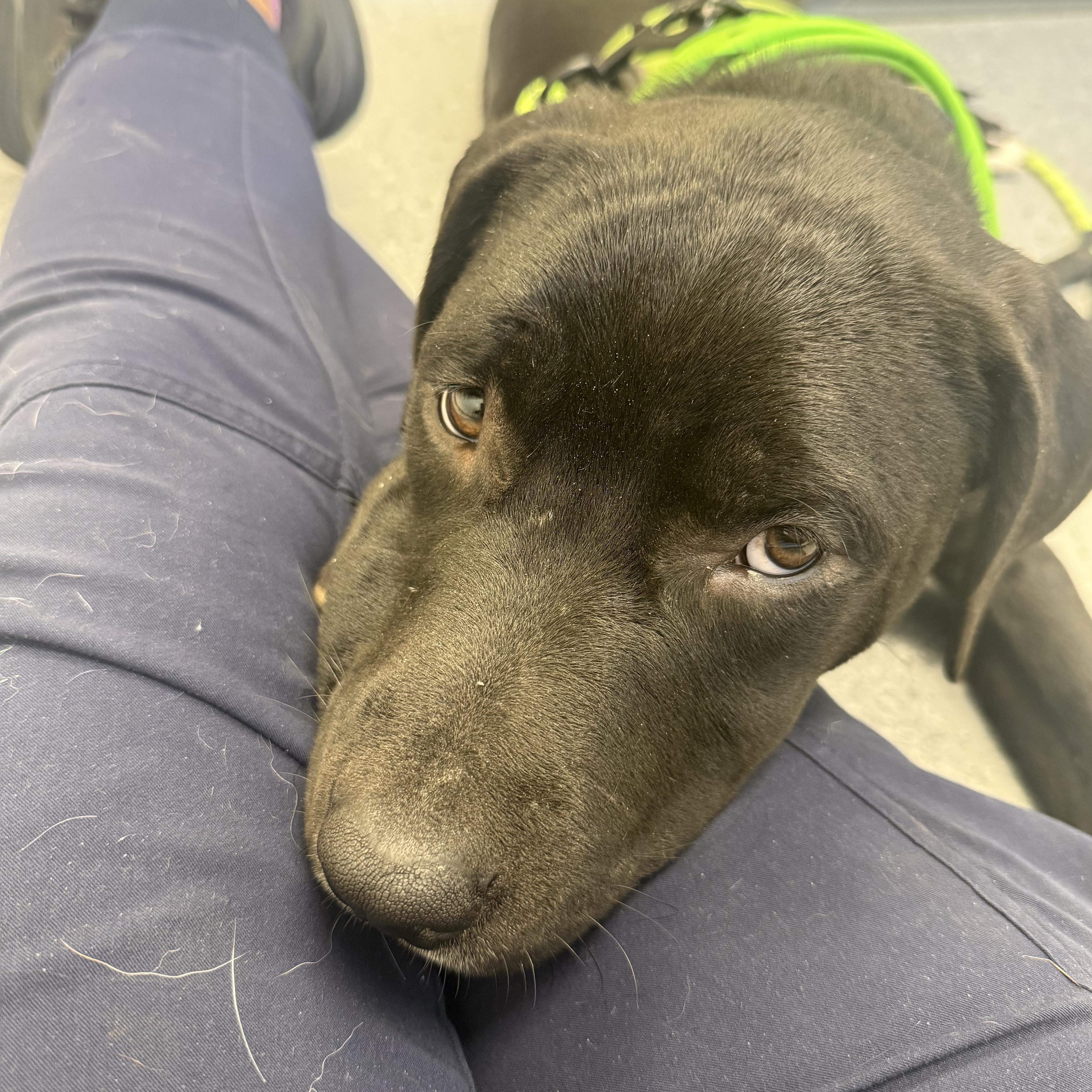 A young medium-sized male American Staffordshire Terrier dog named Chance for adoption in Central Valley, NY