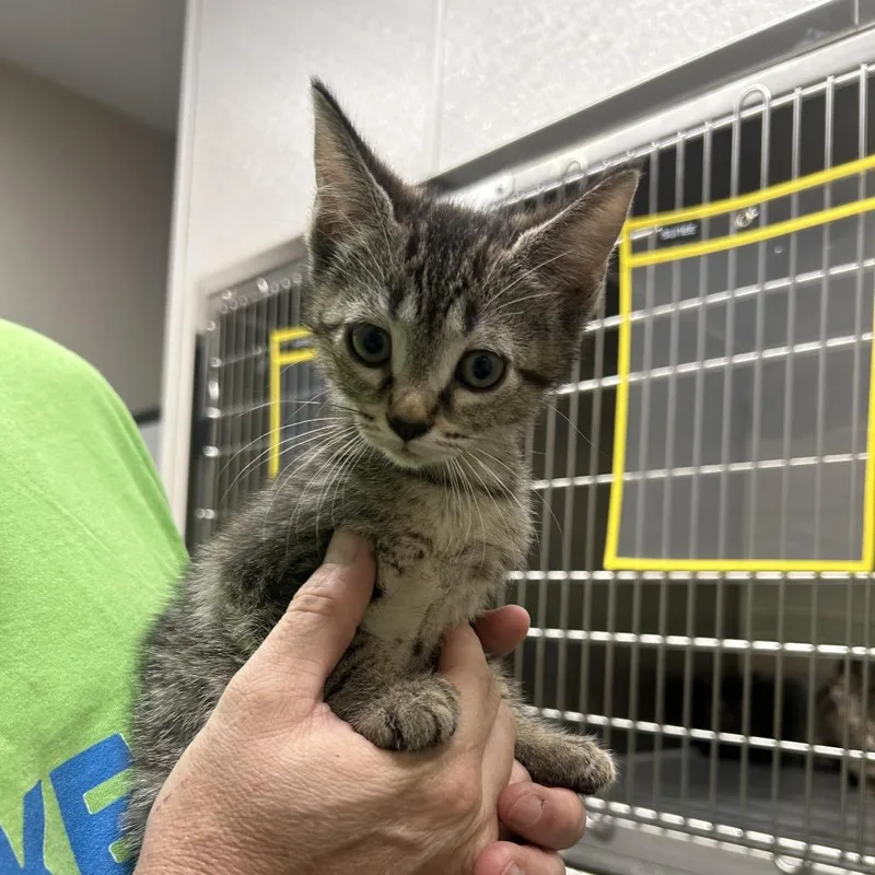 A baby small-sized female Gray / Blue / Silver Domestic Short Hair cat named Overgrown Lawn for adoption in Morganton, NC