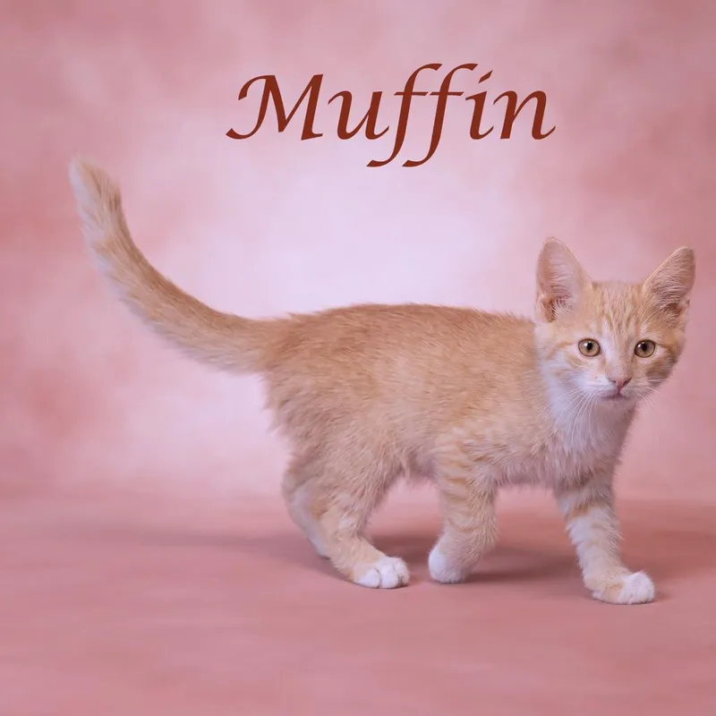 A baby small-sized female Cream / Ivory Domestic Short Hair cat named Muffin C for adoption in Lebanon, TN