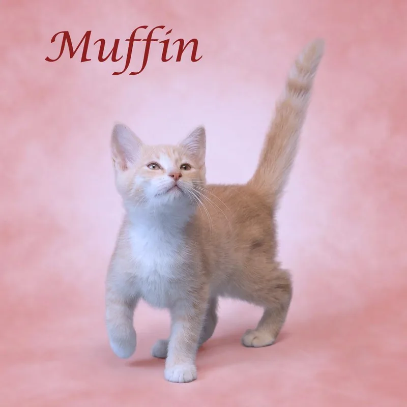 Muffin C thumbnail 2