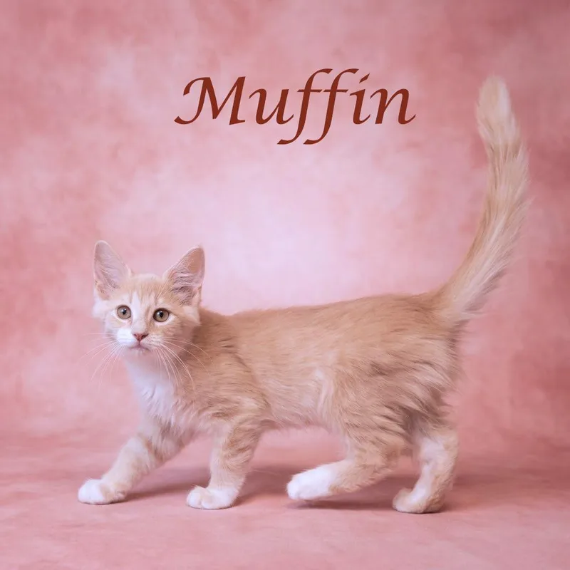 Muffin C thumbnail 3