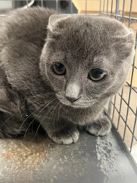 A baby small-sized male Domestic Short Hair cat named Gigi for adoption in Las Vegas, NV