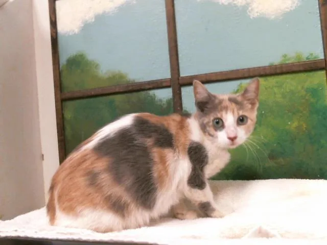 A baby small-sized female Domestic Short Hair cat named Cutie Cupcake for adoption in Houston, TX