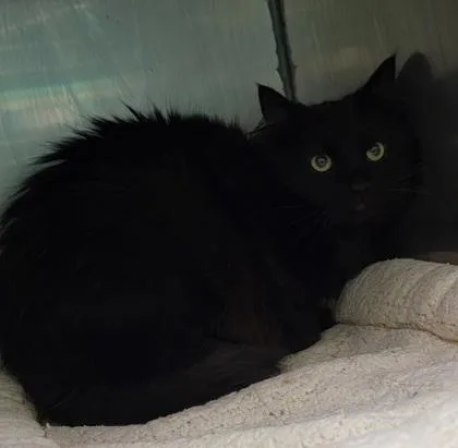 An adult medium-sized male Black Domestic Long Hair cat named Jet for adoption in Bedford, IN